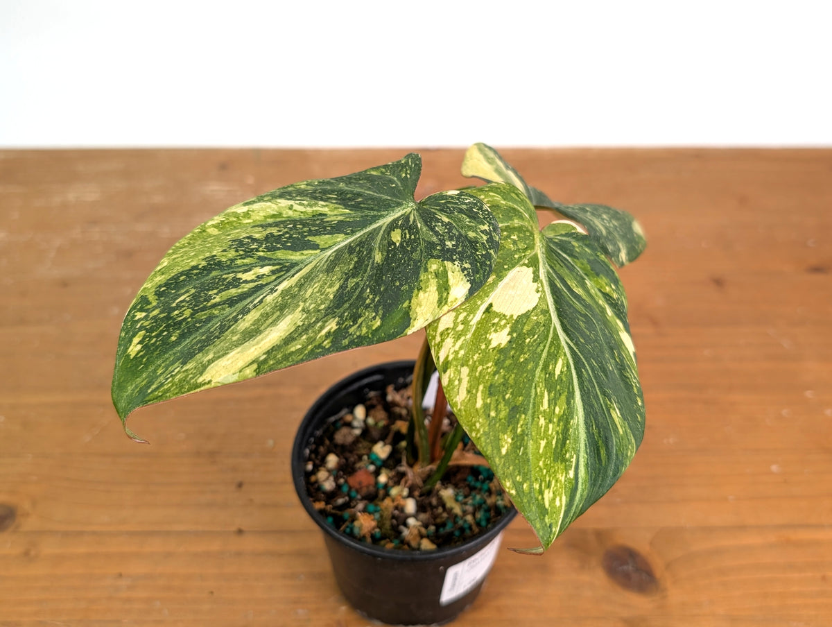 Philodendron Gloriosum Variegated (Type 2) - EXACT Plant #19E