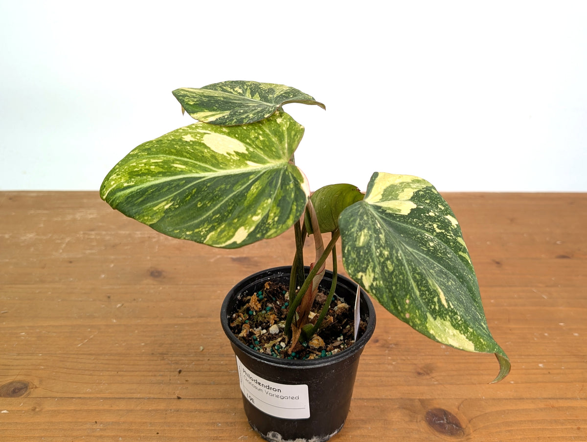 Philodendron Gloriosum Variegated (Type 2) - EXACT Plant #19E