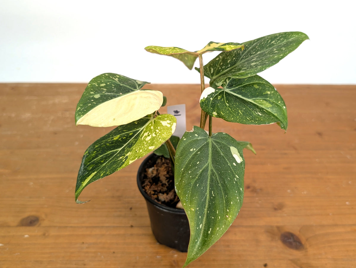 Philodendron Gloriosum Variegated (Type 2) - EXACT Plant #19F