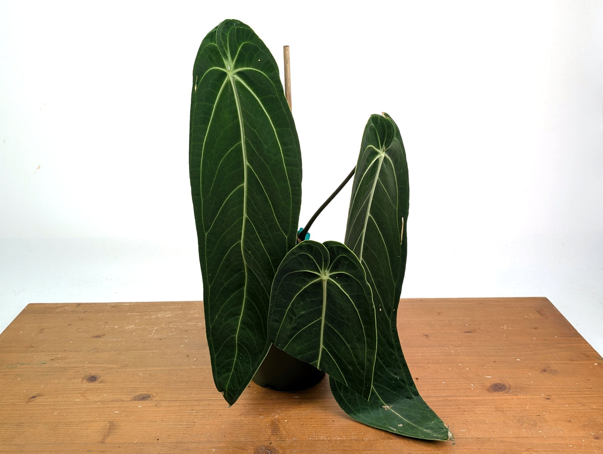 Anthurium Warocqueanum - Exact Plant #19A - Mature 6 inch Pot