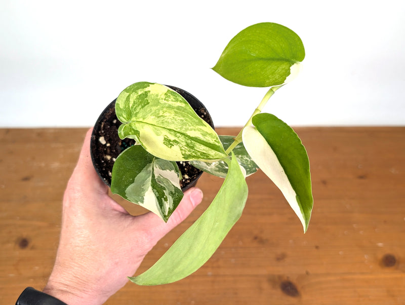 Scindapsus pictus 'Jade Satin' (variegated)