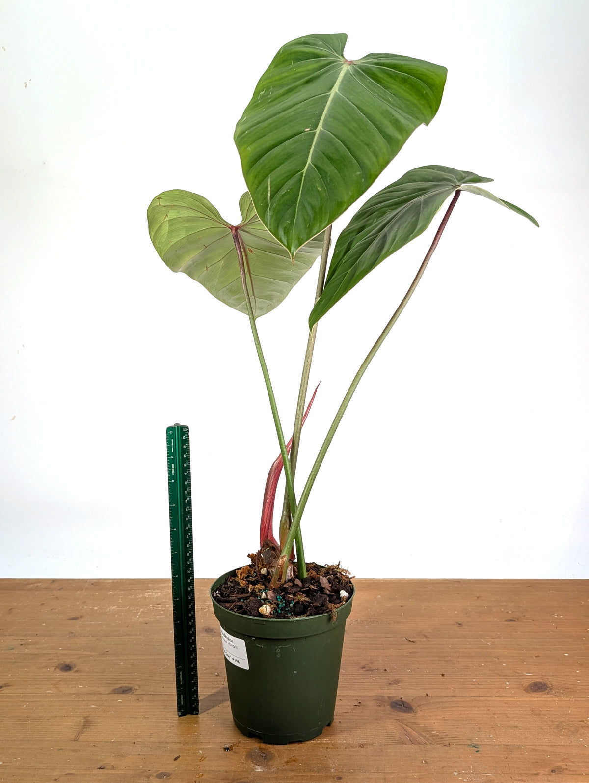 Philodendron Pink Glory (Lynamii x Gloriosum) - Exact Plant #19A Over 2 Feet Tall
