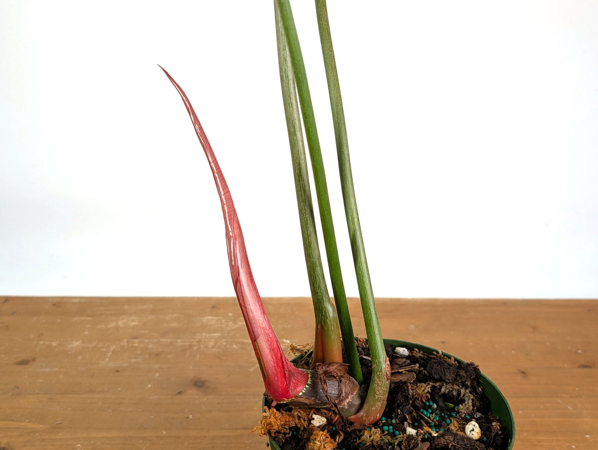 Philodendron Pink Glory (Lynamii x Gloriosum) - Exact Plant #19A Over 2 Feet Tall