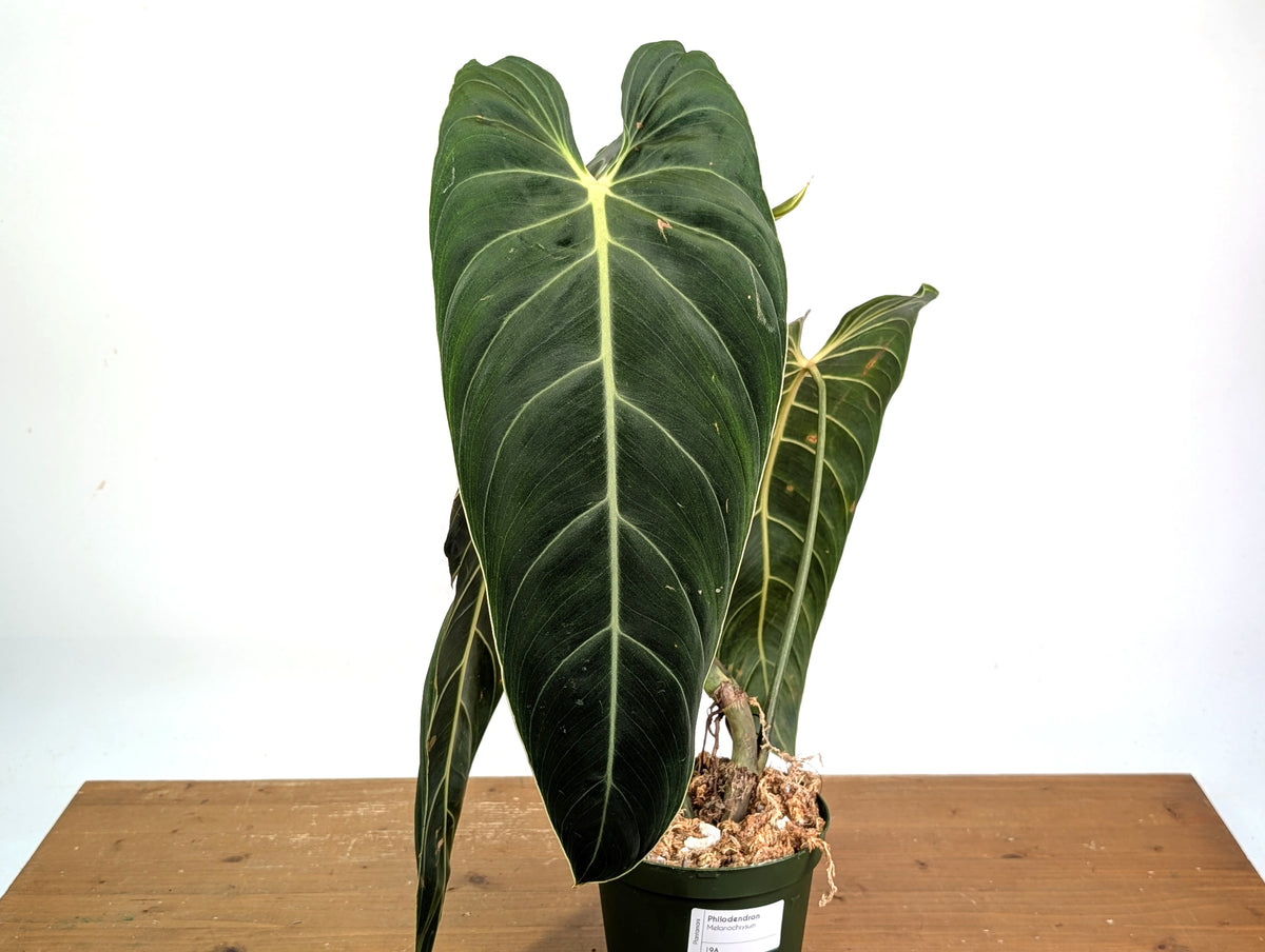 Philodendron Melanochrysum - Exact Mature Plant #19A