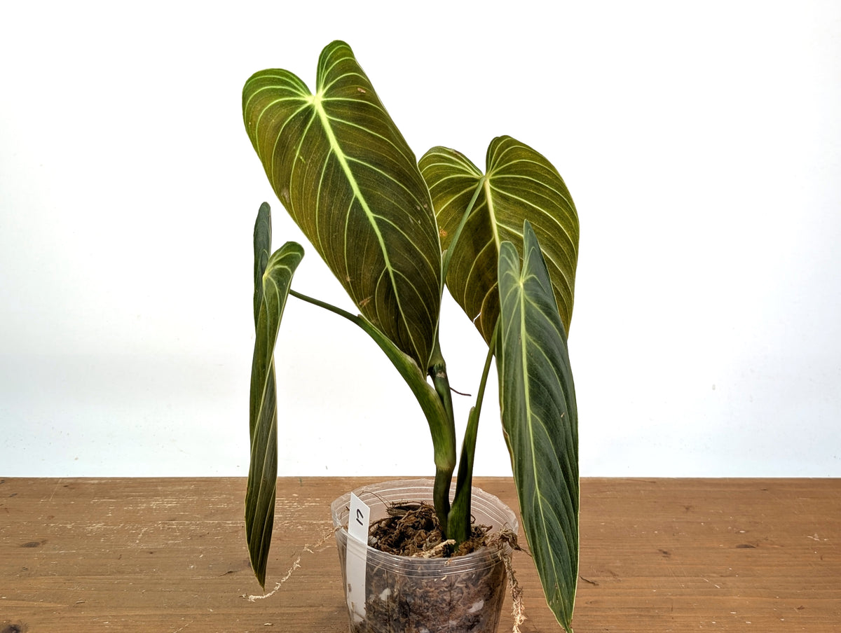 Philodendron Melanochrysum