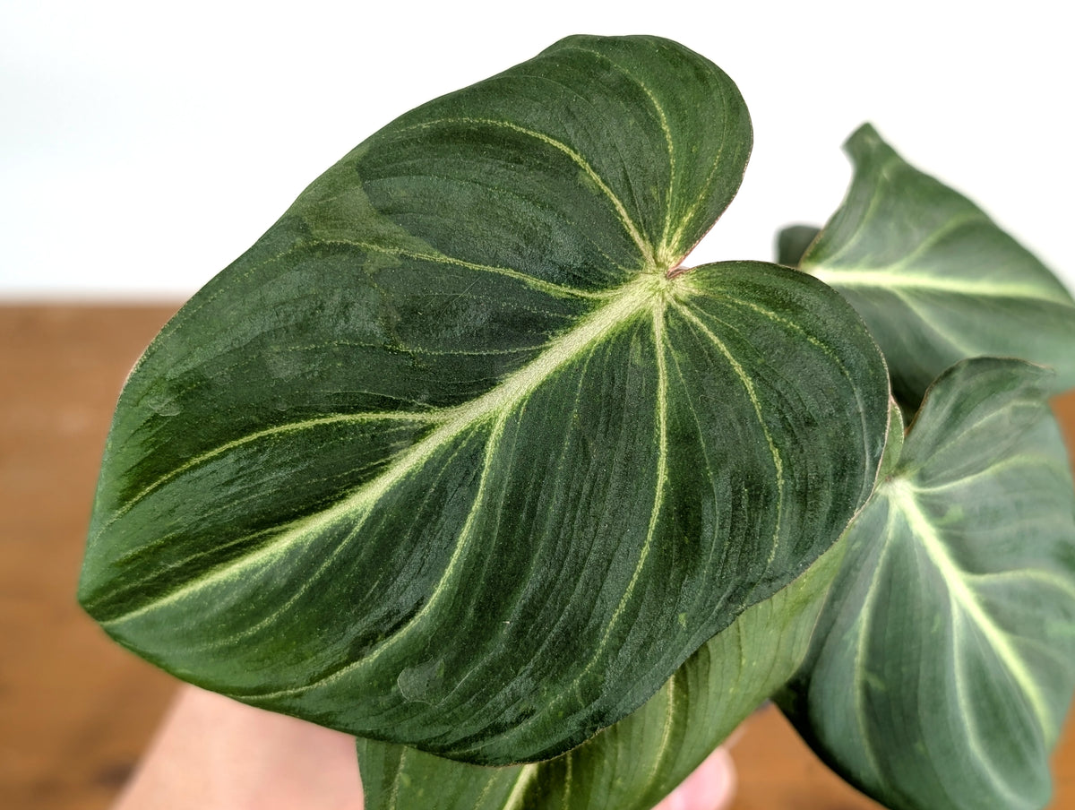 Philodendron Gloriosum Variegated Sport