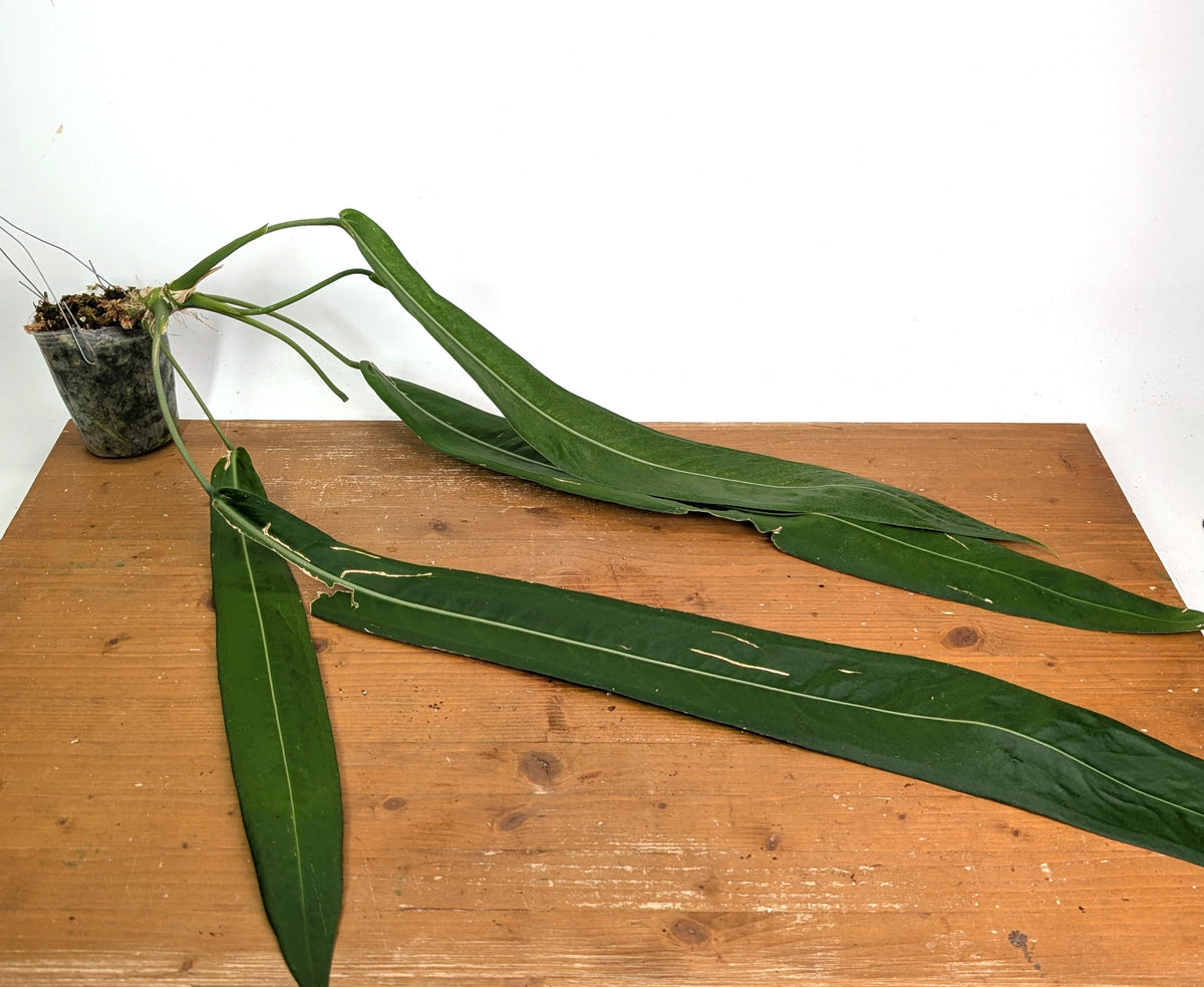 Anthurium Pallidiflorum - XXL Exact Plant #19A