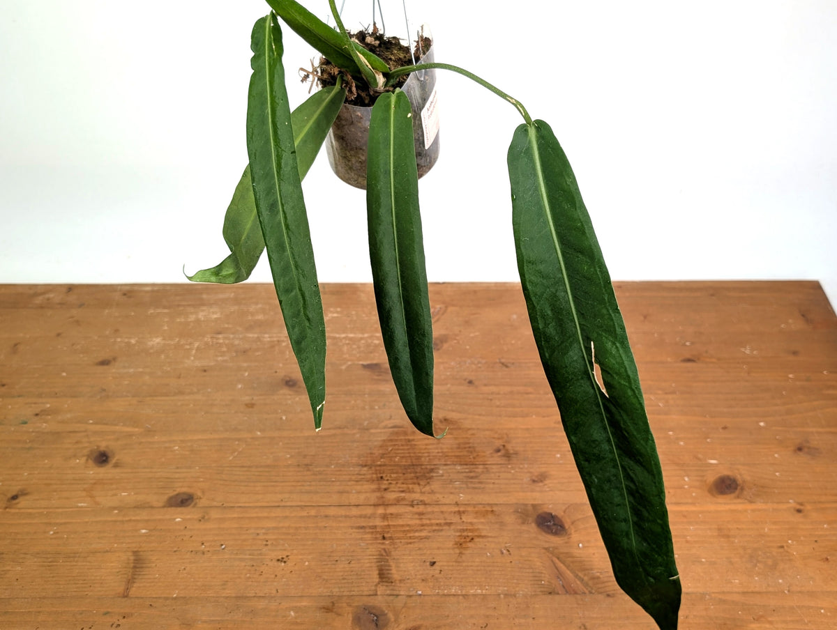 Anthurium Pallidiflorum - XXL Exact Plant #19A