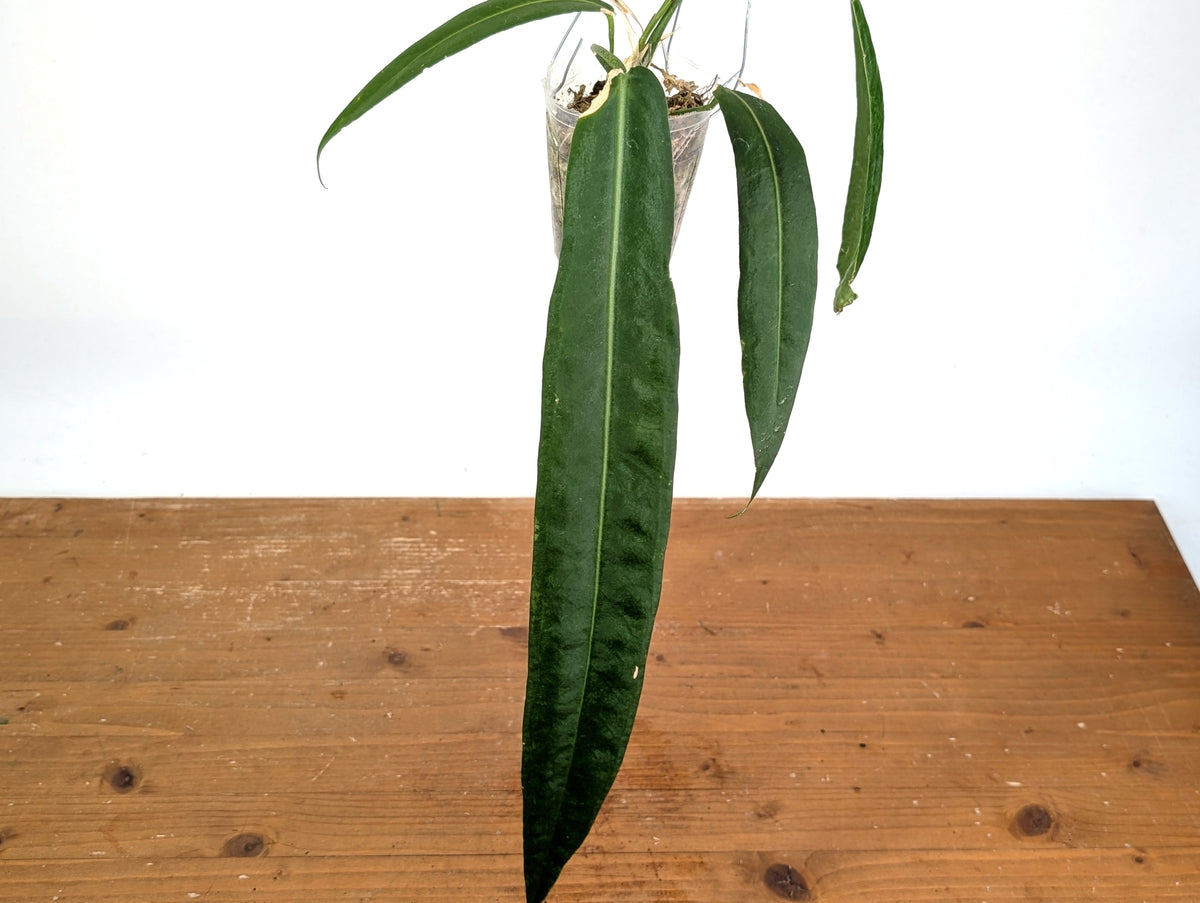 Anthurium Pallidiflorum - XXL Exact Plant #19A