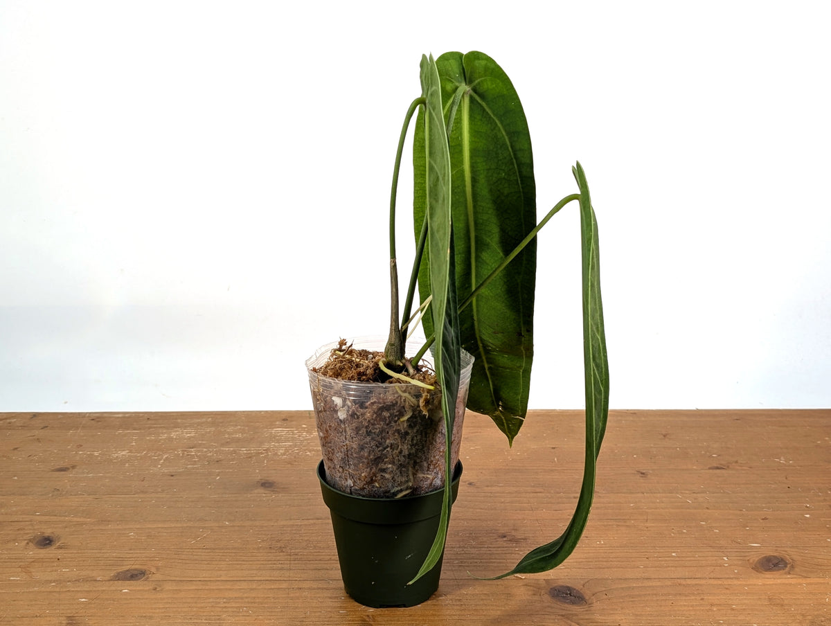 Anthurium Warocqueanum Narrow - Exact Plant #19B - Free 2 Day UPS Air