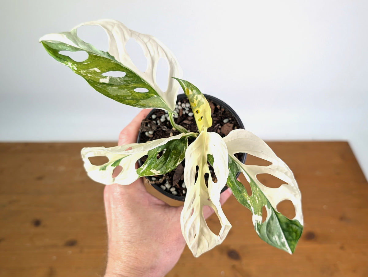Monstera Adansonii Albo - Exact Plant #19D