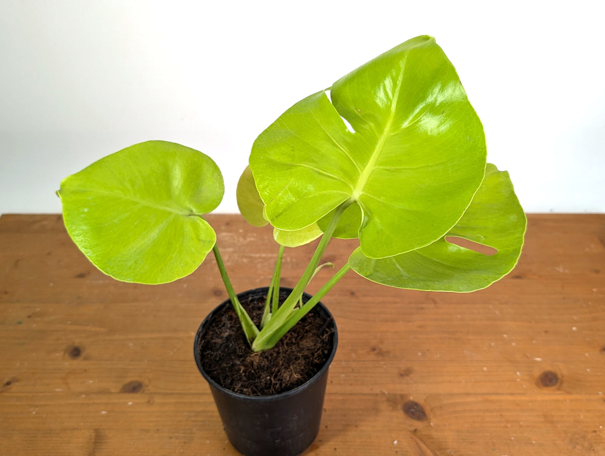 Monstera Lemon Lime