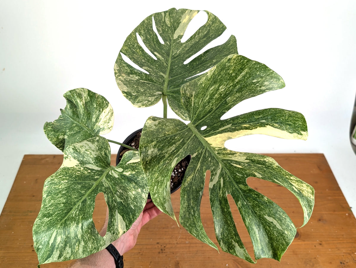 Monstera Deliciosa 'Green Snow' Variegated - Exact Plant #19A