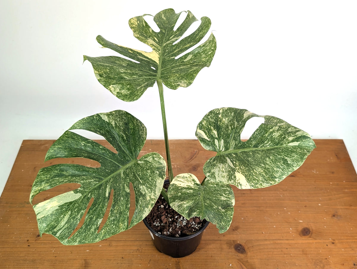 Monstera Deliciosa 'Green Snow' Variegated - Exact Plant #19A