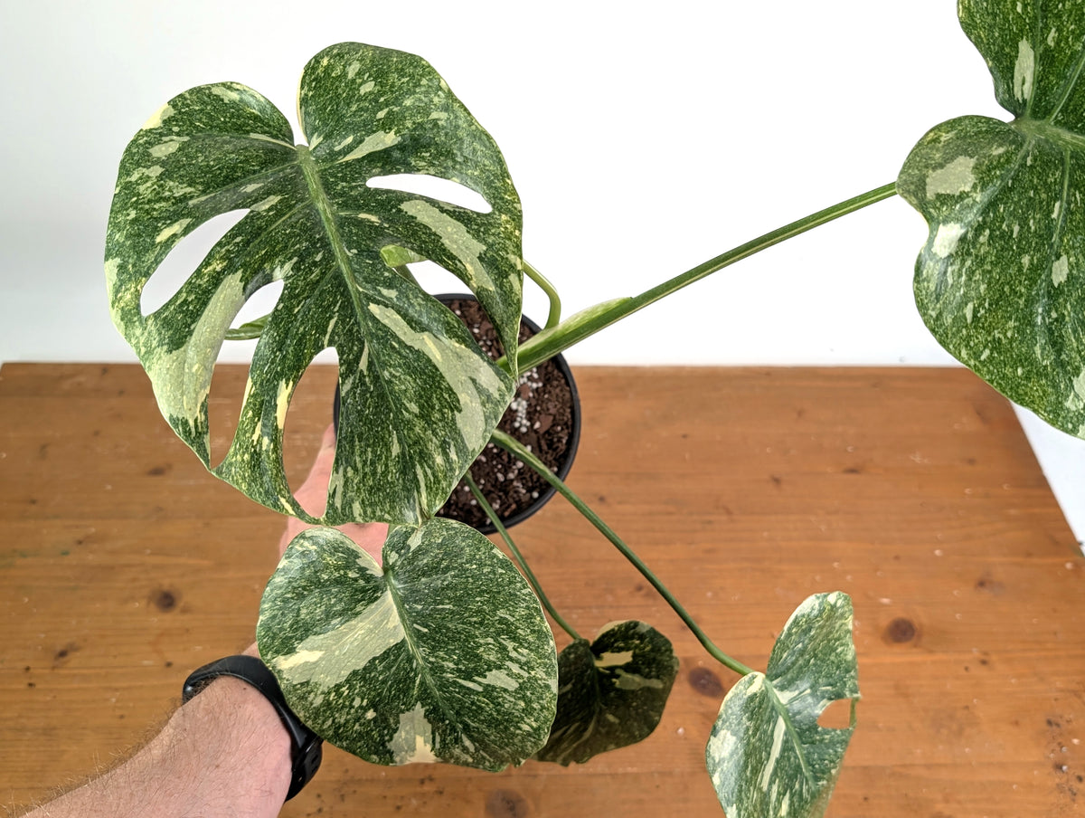 Monstera Deliciosa 'Green Snow' Variegated - Exact Plant #19B