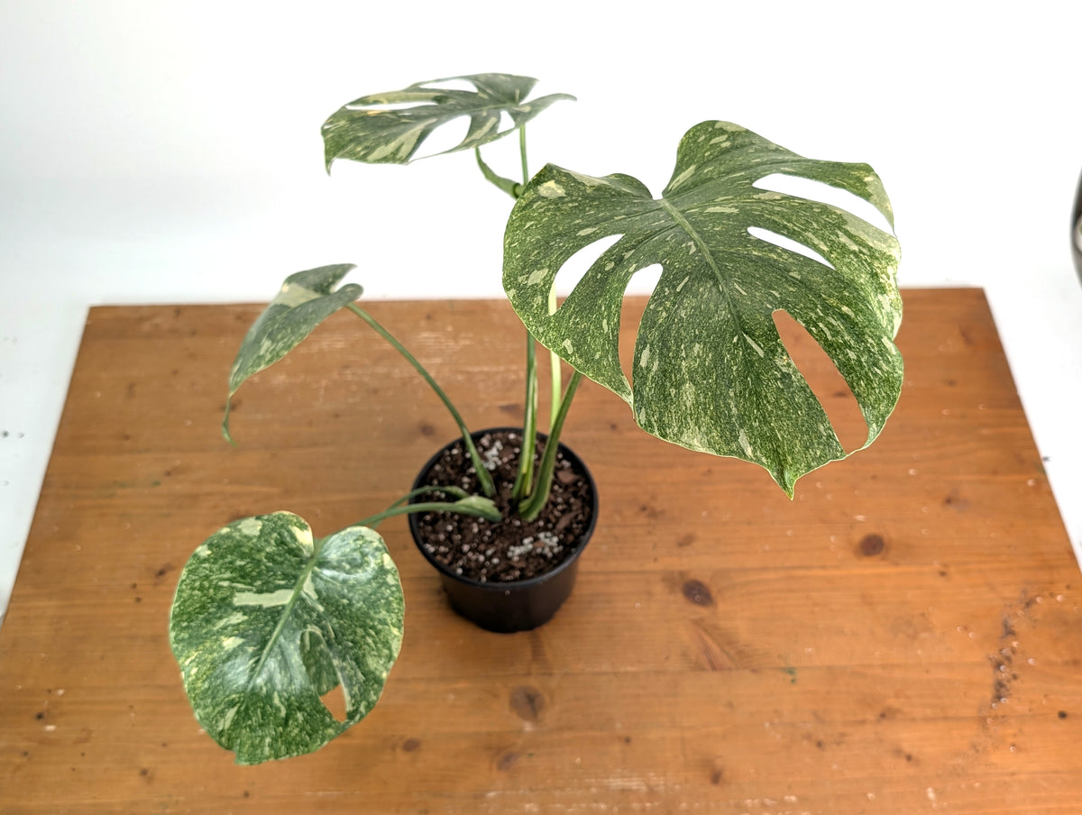 Monstera Deliciosa 'Green Snow' Variegated - Exact Plant #19B