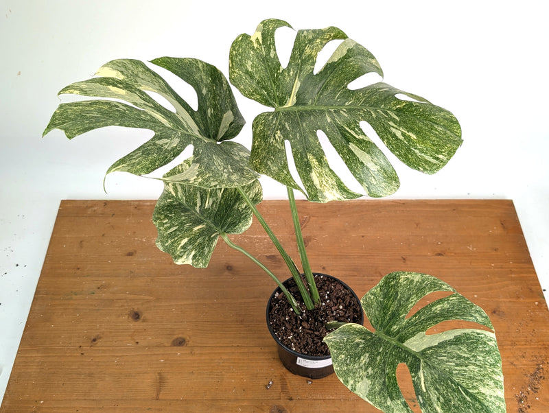 Monstera Deliciosa 'Green Snow' Variegated - Exact Plant #19C