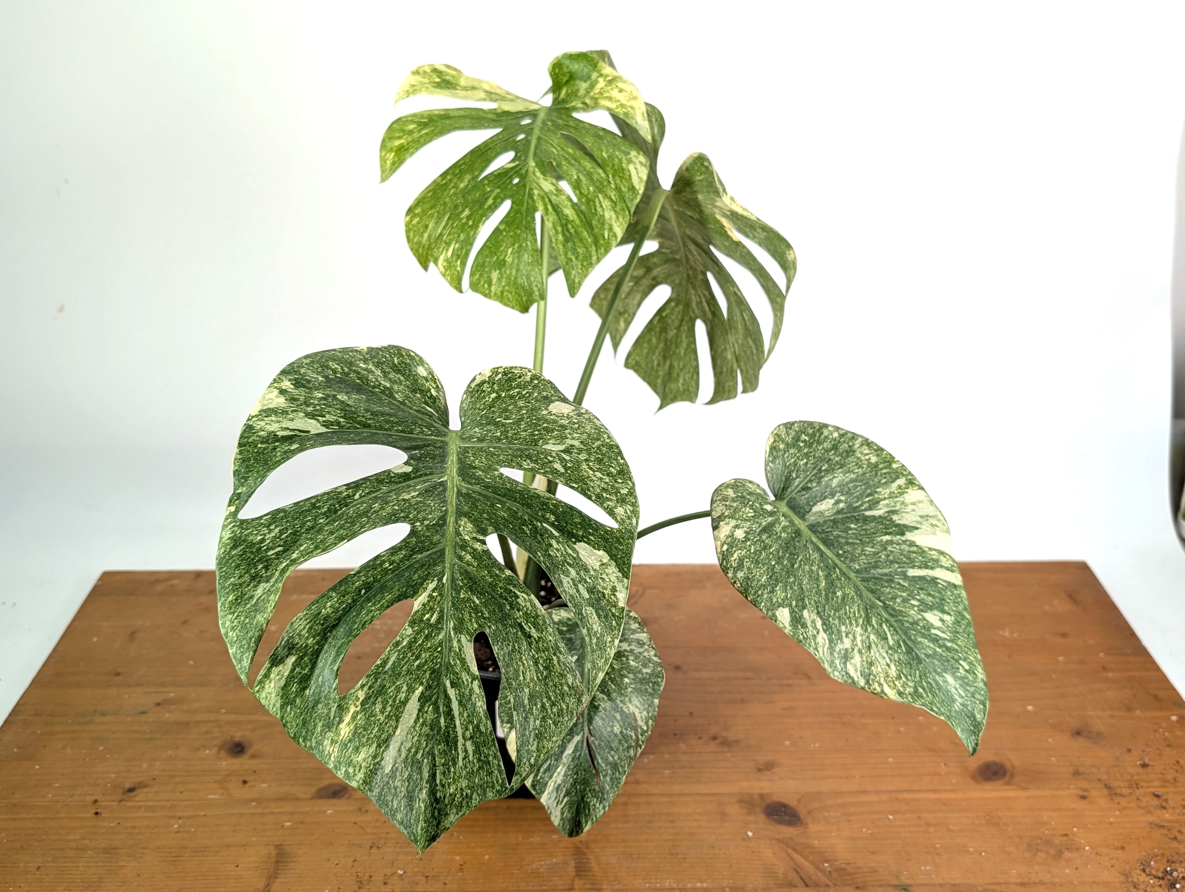 T*P様 Monstera 'Green on Green' 極美個体　モンステ モンステラ グリーンオングリーン（GOG） – JolieNursery