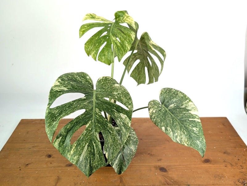 Monstera Deliciosa 'Green Snow' Variegated - Exact Plant #19F