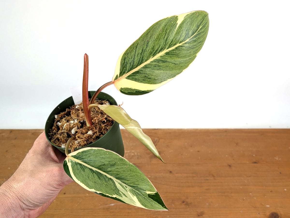 Philodendron Shady Lady - Exact Plant #19B