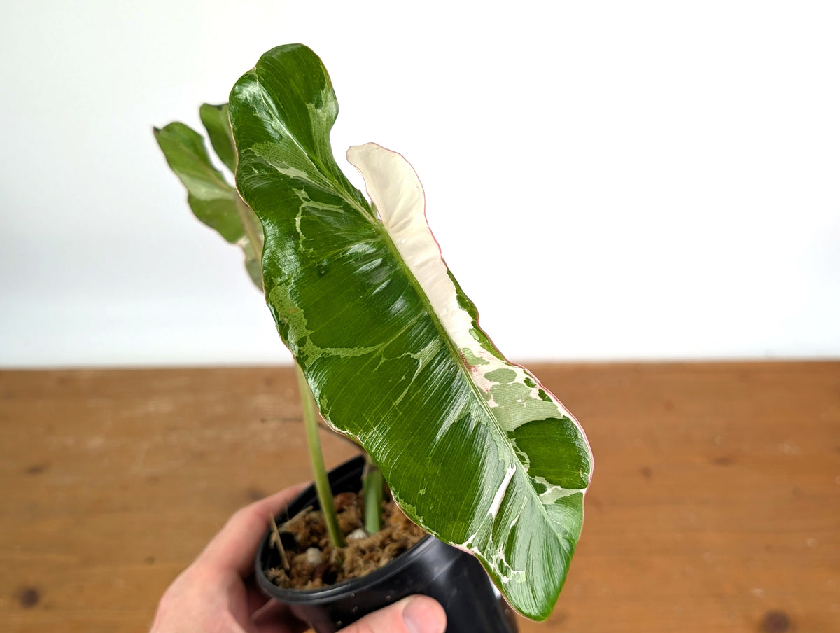 Philodendron Jose Buono Albo Mutation - Exact Plant #19A