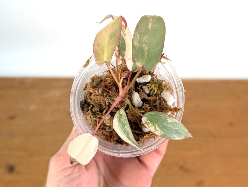 Philodendron Atabapoense Pink Variegated - Exact Plant #19A