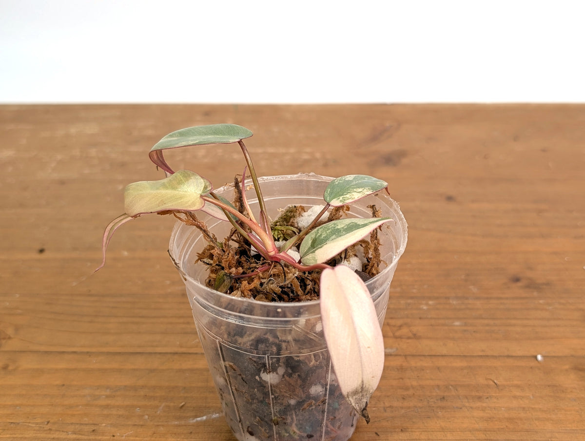 Philodendron Atabapoense Pink Variegated - Exact Plant #19A