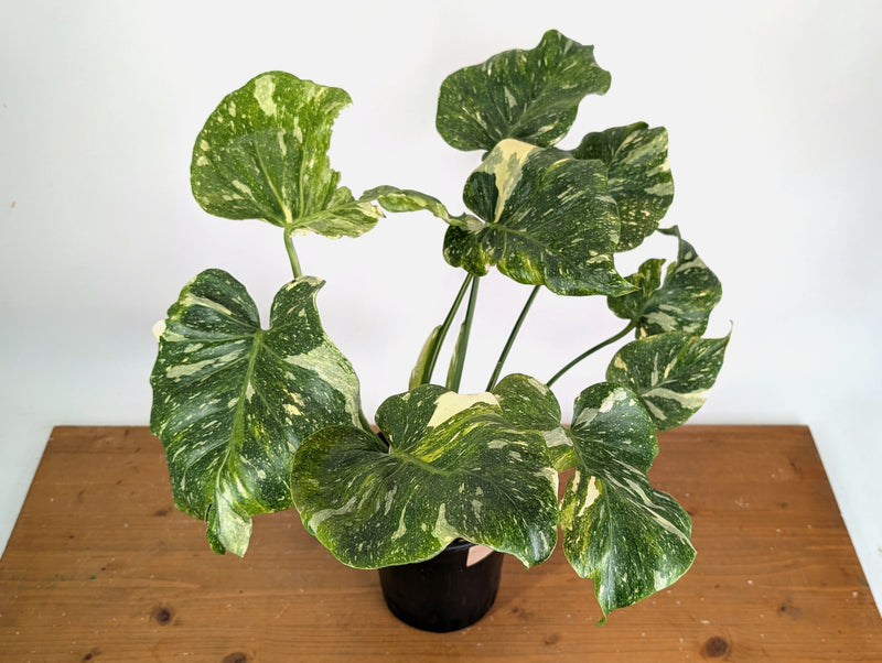 Monstera Tricolor Thai Constellation Mutatio - Exact Plant #08A