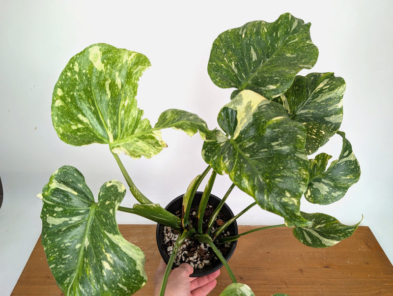 Monstera Tricolor Thai Constellation Mutatio - Exact Plant #08A