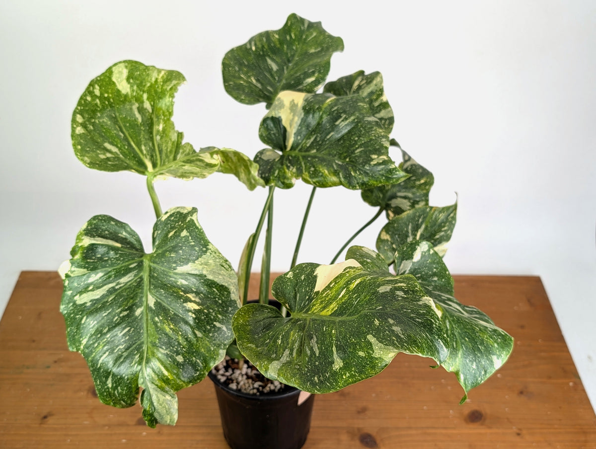 Monstera Tricolor Thai Constellation Mutatio - Exact Plant #08A