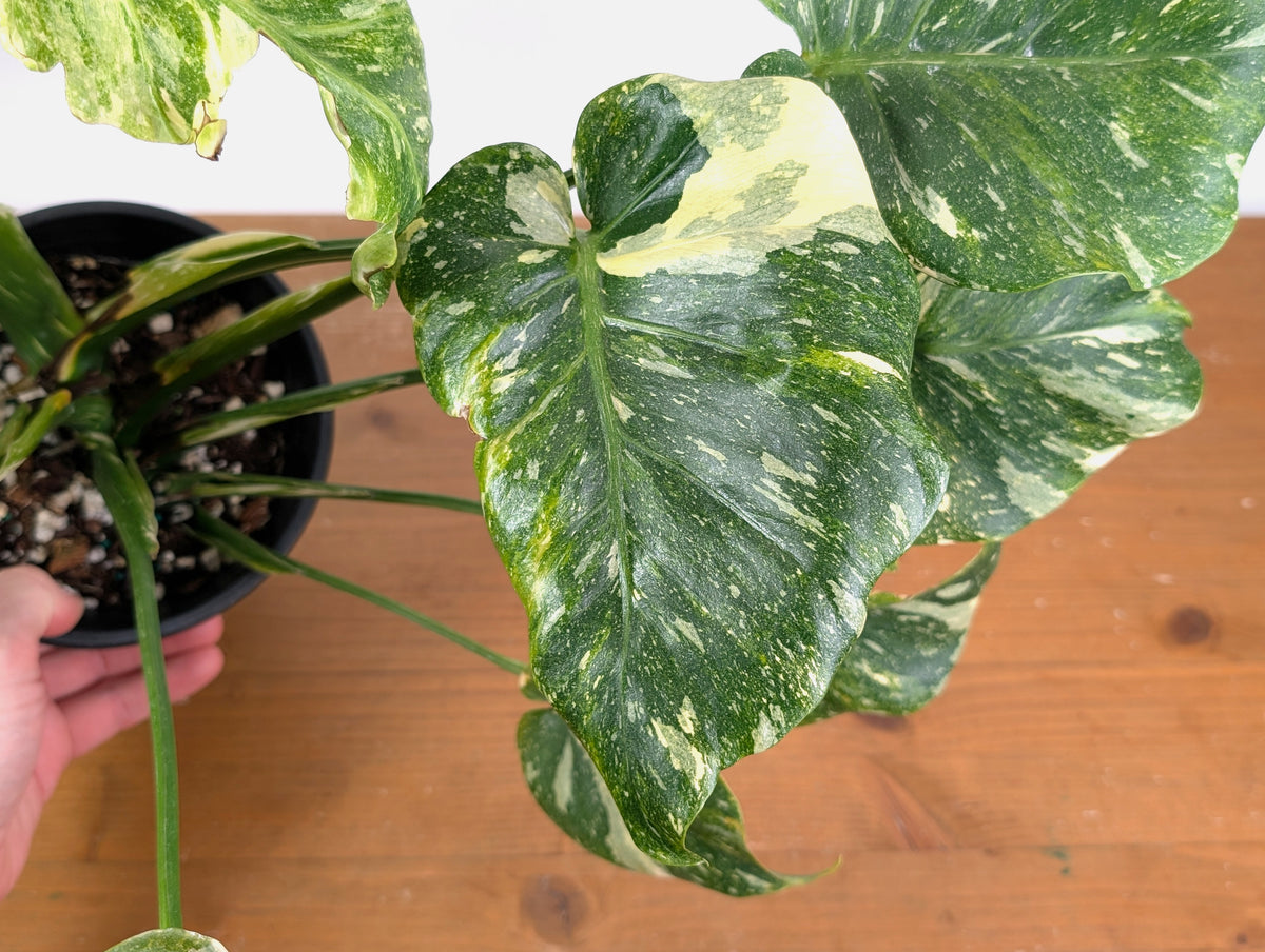 Monstera Tricolor Thai Constellation Mutatio - Exact Plant #08A