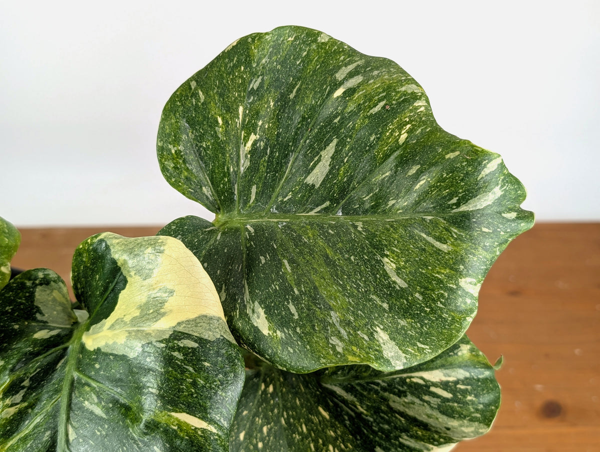 Monstera Tricolor Thai Constellation Mutatio - Exact Plant #08A