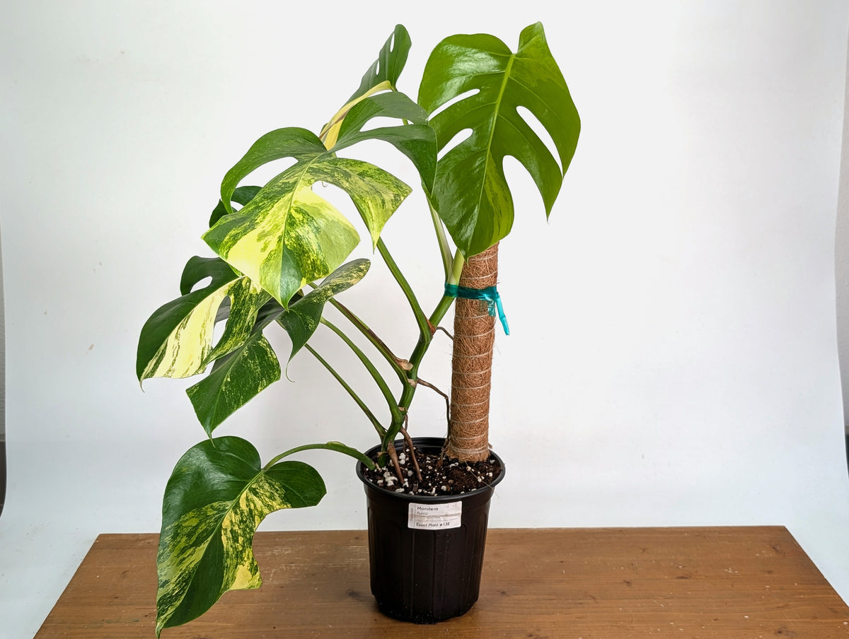 Monstera Aurea - Exact Plant #13E - Gallon Pot with Pole