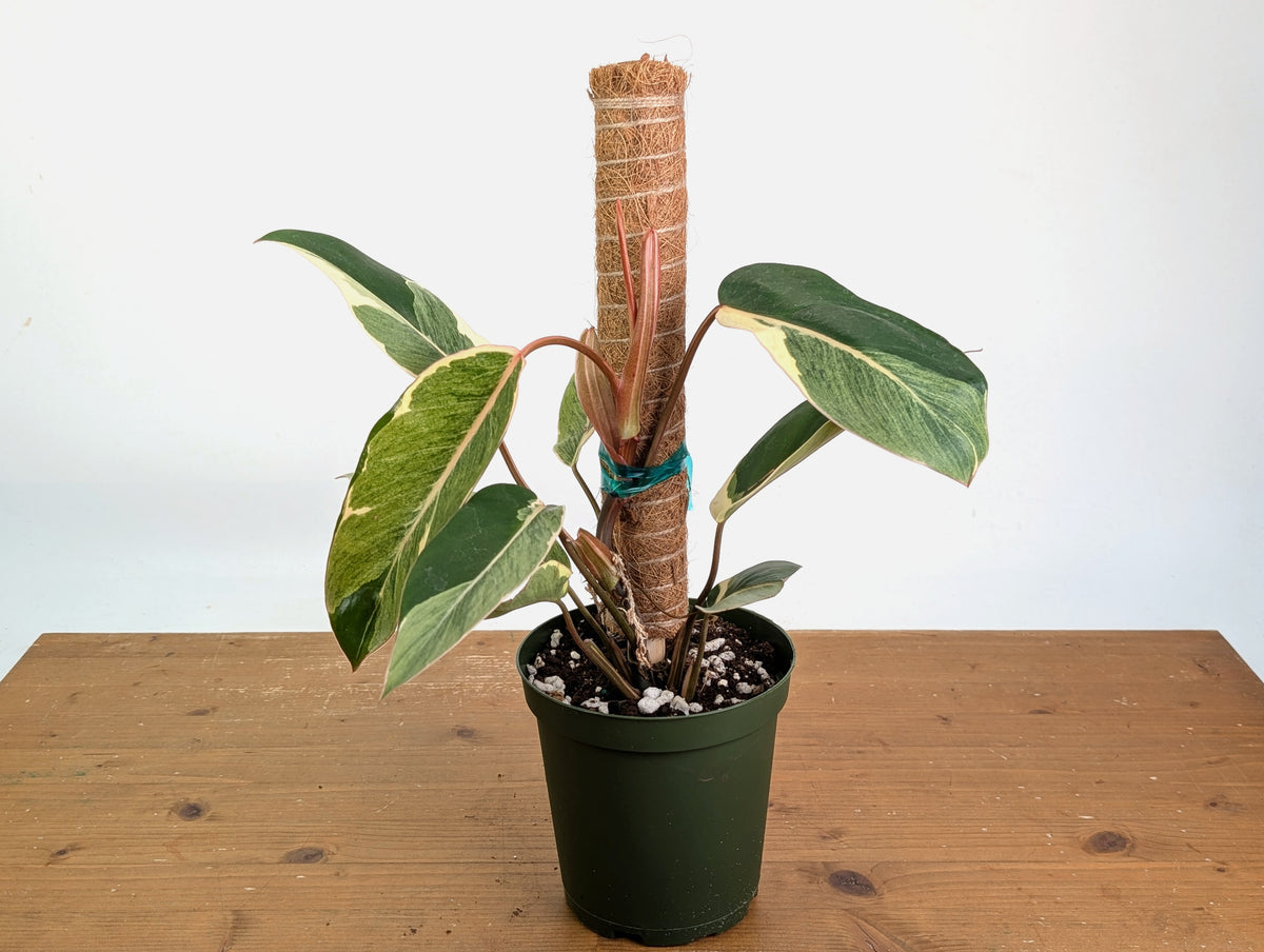 Philodendron erubescens 'Shady Lady'
