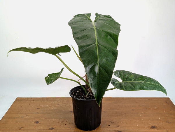 Philodendron Maximum - Exact Plant XL #20A - Gallon Pot with Pole