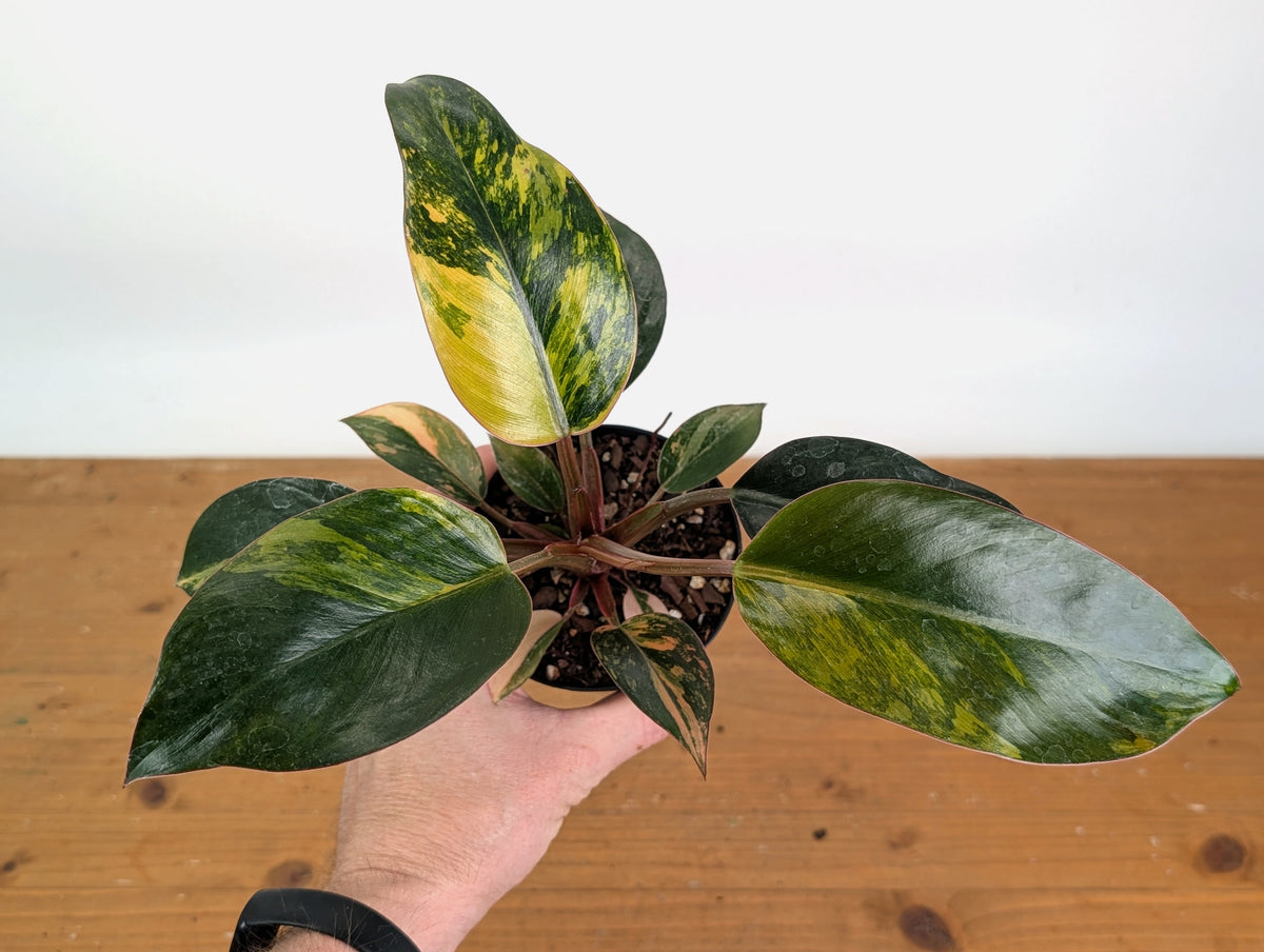 Philodendron Red Congo Variegated (Exact Plants)