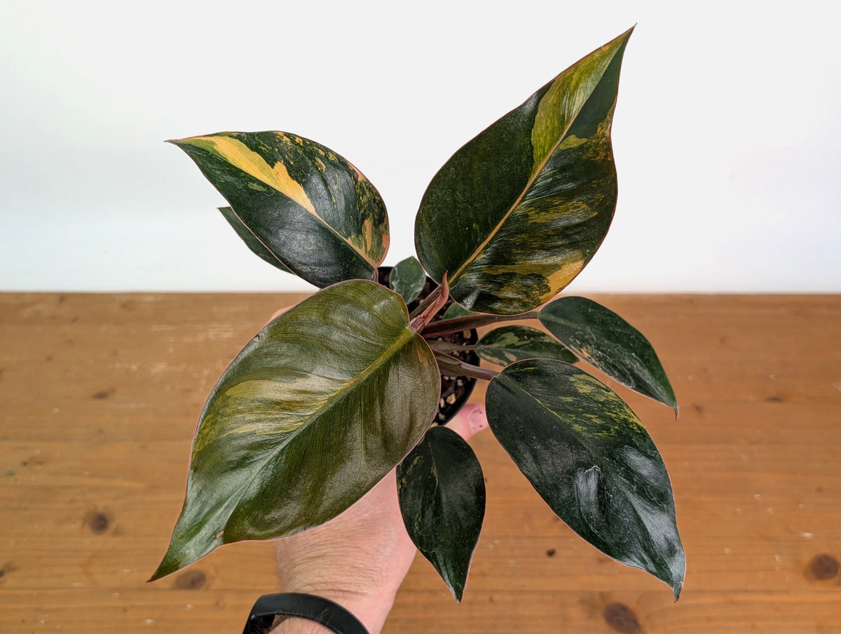 Philodendron Red Congo Variegated (Exact Plants)