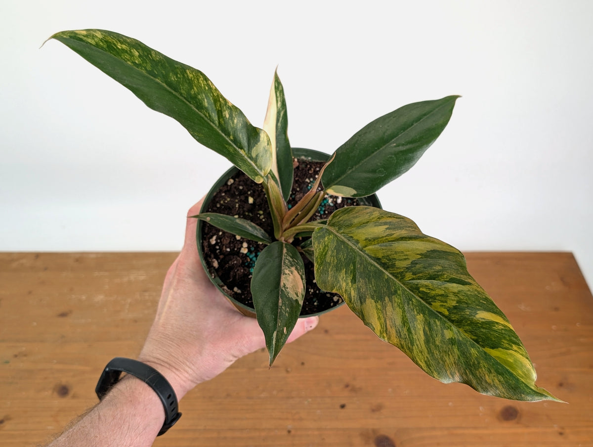 Philodendron Caramel Marble Variegated