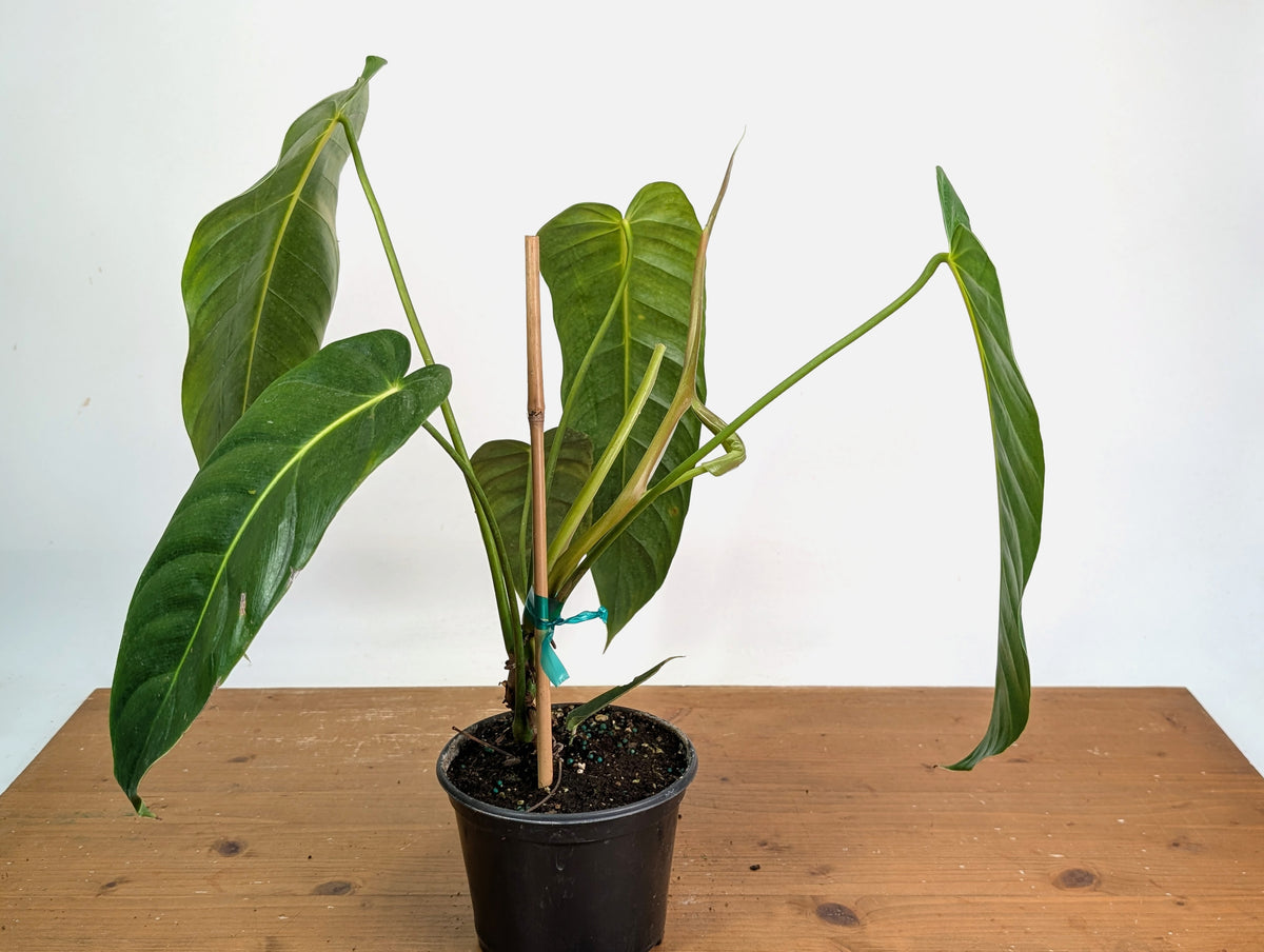 Philodendron Esmeraldense - Exact Plant XL #20A