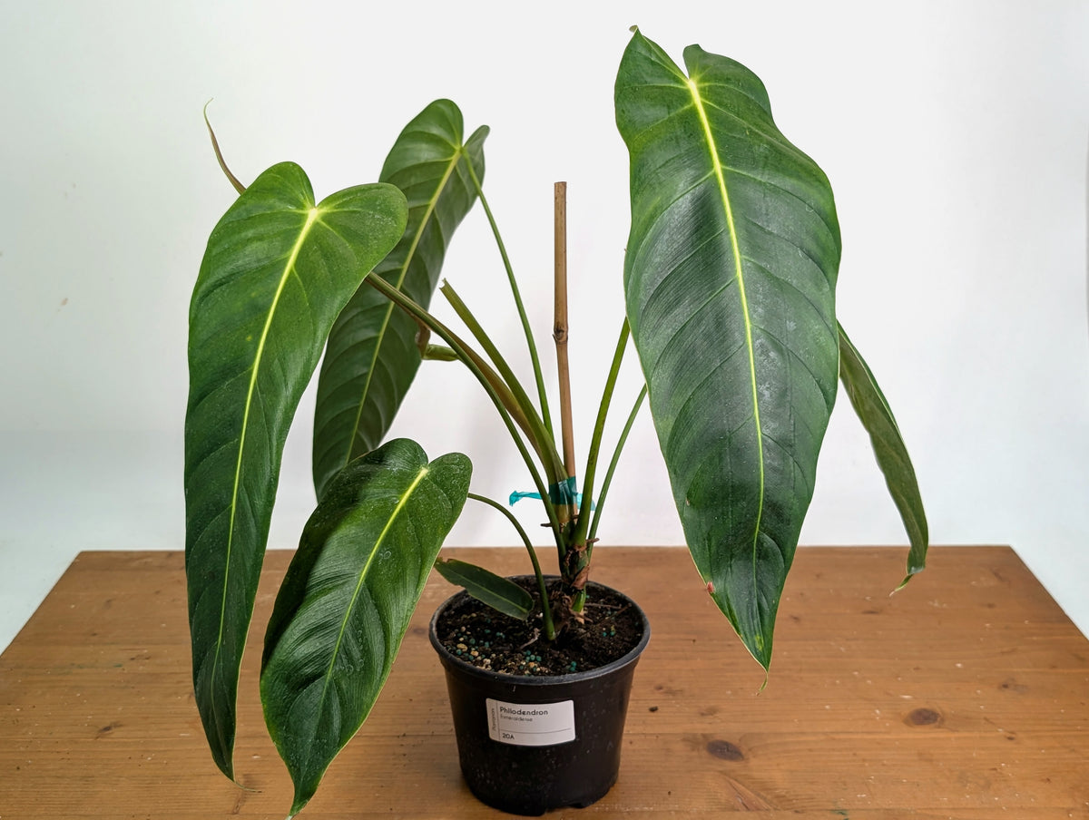 Philodendron Esmeraldense - Exact Plant XL #20A