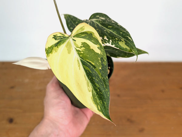 Philodendron Gloriosum Variegated (Type 2) - EXACT Plant #20A