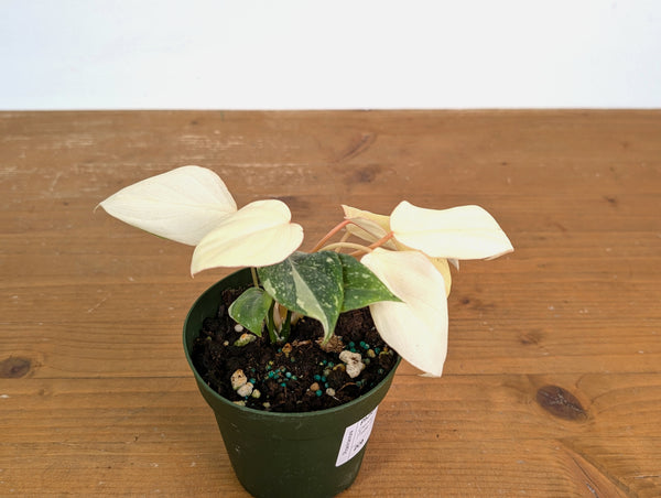 Philodendron Gloriosum Variegated Full Moon (Type 2) - EXACT Plant #20B