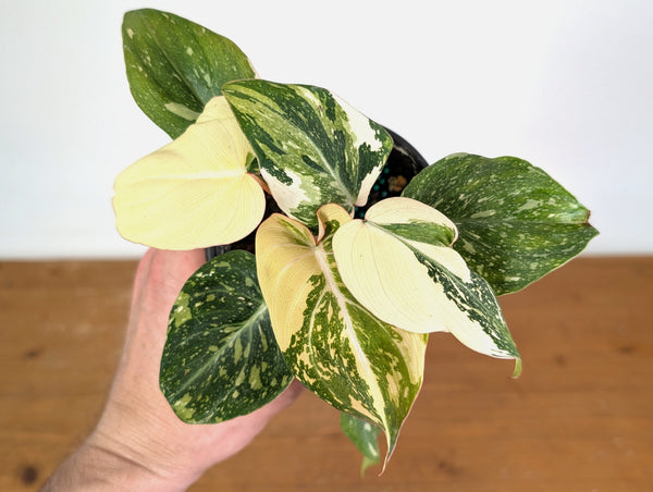 Philodendron Gloriosum Variegated Full Moon (Type 2) - EXACT Plant #20C