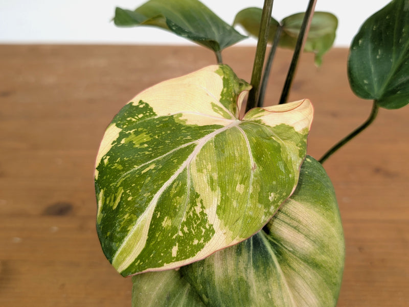 Philodendron Gloriosum Variegated (Type 2) - EXACT Plant #20F