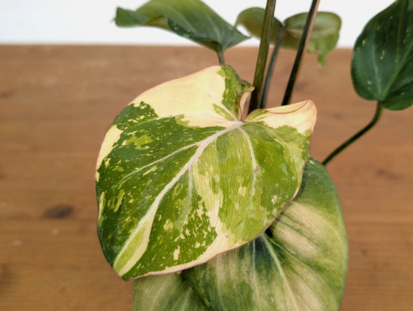 Philodendron Gloriosum Variegated (Type 2) - EXACT Plant #20F