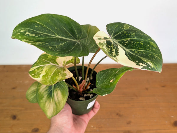 Philodendron Gloriosum Variegated (Type 2) - EXACT Plant #20F