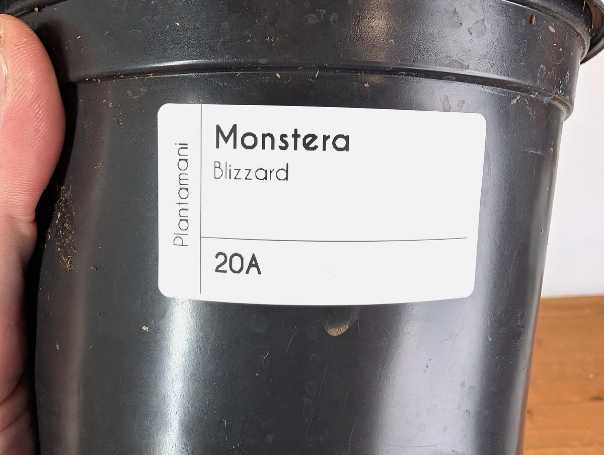 Monstera deliciosa 'Blizzard' - Exact Plant #20A - 6 inch pot