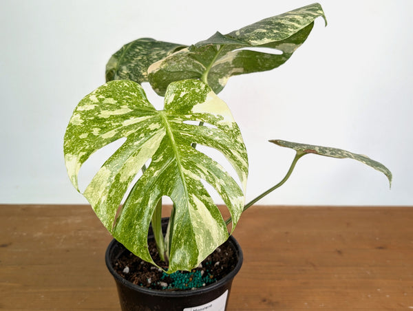 Monstera deliciosa 'Blizzard' - Exact Plant #20A - 6 inch pot