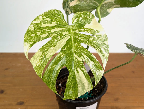 Monstera deliciosa 'Blizzard' - Exact Plant #20A - 6 inch pot
