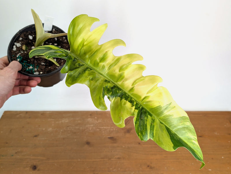 Philodendron Narrow 'Jungle Boogie' Variegated - Exact Plant #20A - 6 inch pot